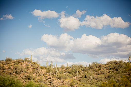 Desert landscape in Arizona, USA. Saguaro cactus on a hill, blue sky, puffy white clouds, desert plants. Lots of copy space.