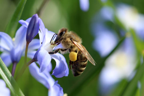 Bee Honey Insect Close - Free photo on Pixabay