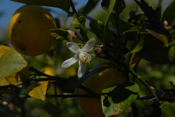 istock Lemon blossom on the tree in Spain 687746568