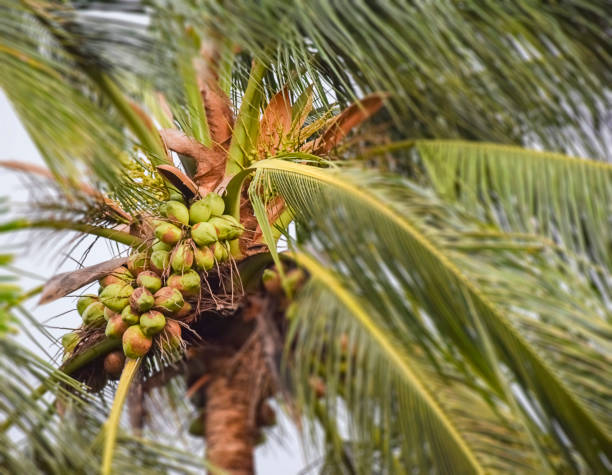 TWO GENERATION OF COCONUTS GROWING ON THE TREETOPS - SELECTIVE FOCUS .