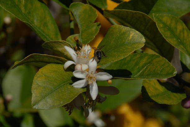 istock Lemon blossom on the tree in Spain 687747434