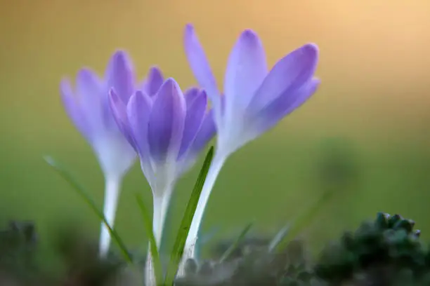 Early bloomers