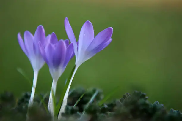 Early bloomers