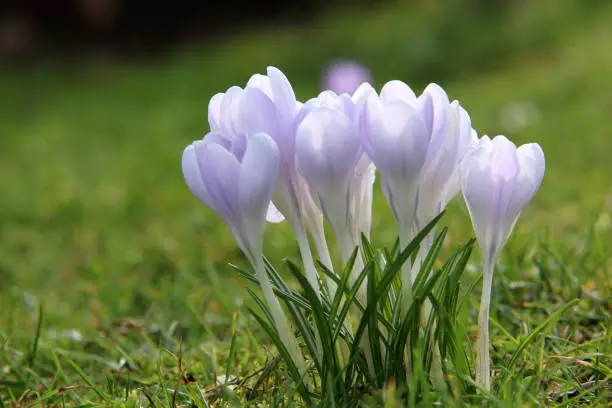 Early bloomers