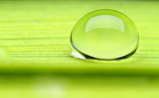 dew a drop of dew on a green leaf роса stock pictures, royalty-free photos & images