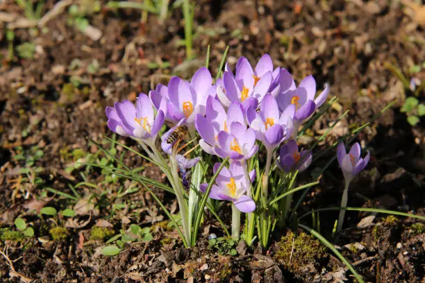 Early bloomers