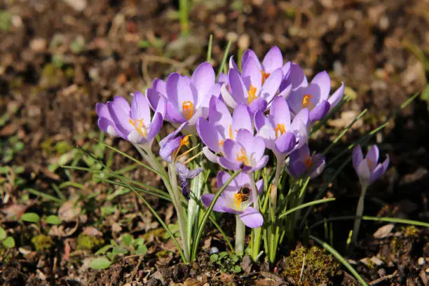 Early bloomers