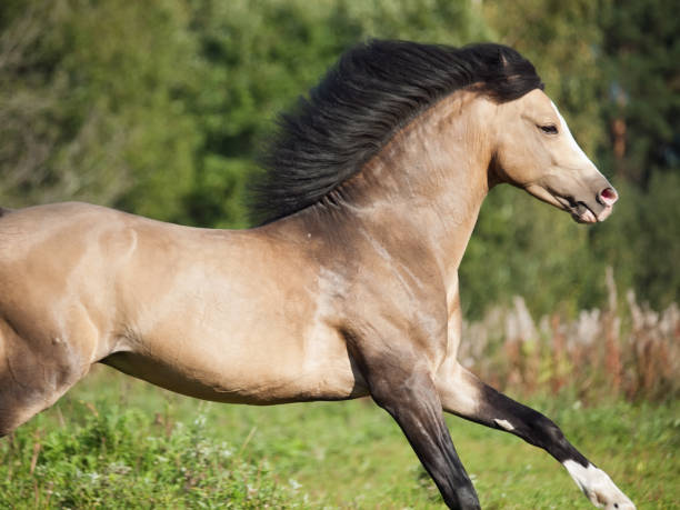istock buckskin welsh pony stallion in motion. sunny day 687751126