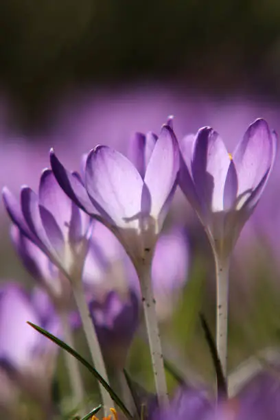 Early bloomers