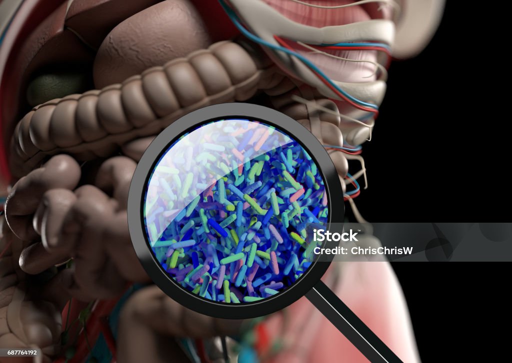 Gut bacteria, microbiome. Bacteria magnified through magnifying glass, concept, representation. 3D illustration. Gut bacteria, microbiome. Bacteria magnified through magnifying glass, concept, representation. 3D illustration. Gut bacteria, microbiome. Bacteria magnified through magnifying glass, concept, representation. 3D illustration. Human Gastrointestinal Microbiota Stock Photo