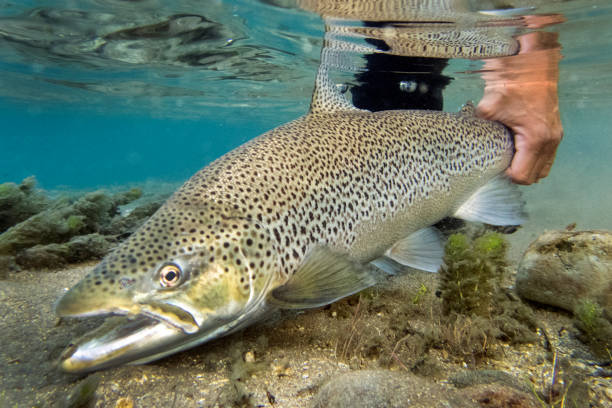 trout forelle  - brown trout stock-fotos und bilder