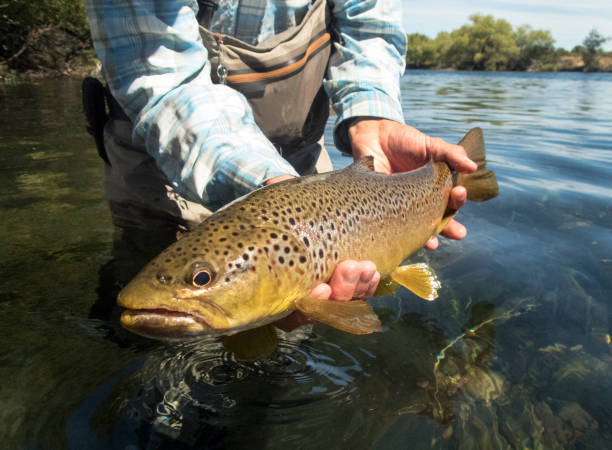 brown trout - fly fishing trout brown trout fishing imagens e fotografias de stock