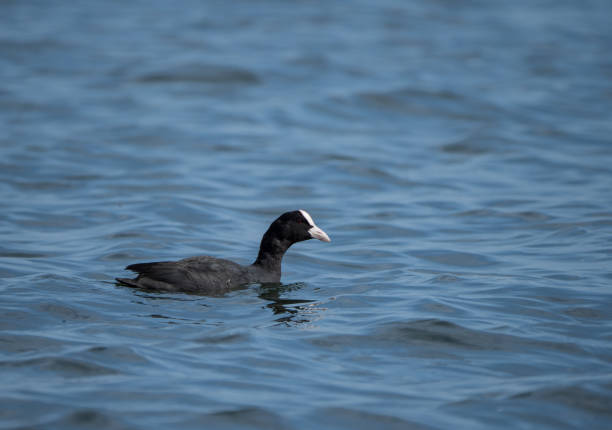 istock a coot swimming on a lake with blue water 687766724