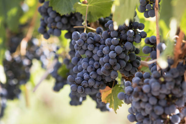 Grapes in Vineyard stock photo