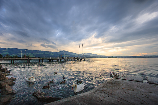 Beautiful Panoramic view of Rapperswil, Switzerland: ducks and swans on Lake Zurich (Zurichsee) with mountain ranges and sunset as a background at Rapperswil Pier. Rapperswil is a part of the municipality of Rapperswil-Jona in the canton of St. Gallen, Switzerland