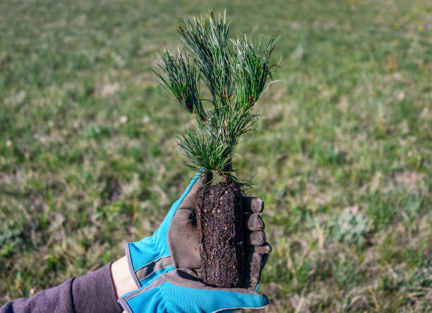 neues lebenskonzept. einen baum pflanzen. nahaufnahme der hände mit einem pinienimmergrünen sämling, der in den boden gepflanzt werden soll. natur, umwelt, ökologiekonzept. wiederaufforstung - growth new evergreen tree pine tree stock-fotos und bilder