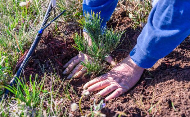 nahaufnahme der hände eines mannes, das immergrünen sämling eine geschmeidig kiefer neben einem tropf spülleitung pflanzen ist. natur, umwelt, ökologie-konzept. wiederaufforstung. neuen lebenskonzept. - growth new evergreen tree pine tree stock-fotos und bilder