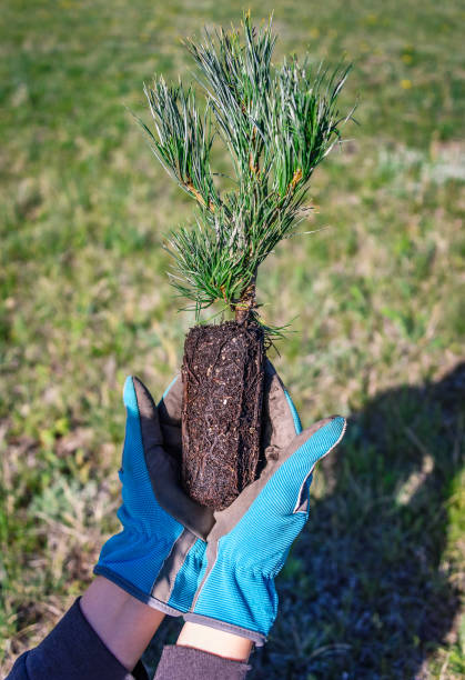 einen baum pflanzen. natur, umwelt, ökologiekonzept. wiederaufforstung. neues lebenskonzept. nahaufnahme der hände mit einem pinienimmergrünen sämling, der in den boden gepflanzt werden soll. - growth new evergreen tree pine tree stock-fotos und bilder