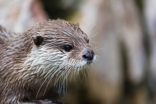 istock portrait of an otter 687776916