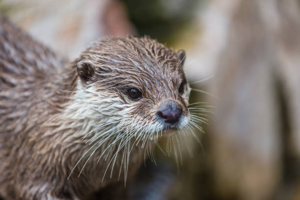 istock portrait of an otter 687776976