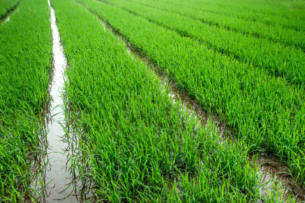 istock Rice field and planted rice in water 687777086