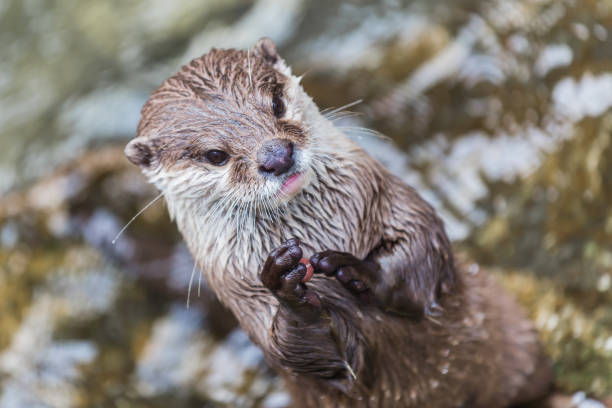 istock portrait of an otter 687777168
