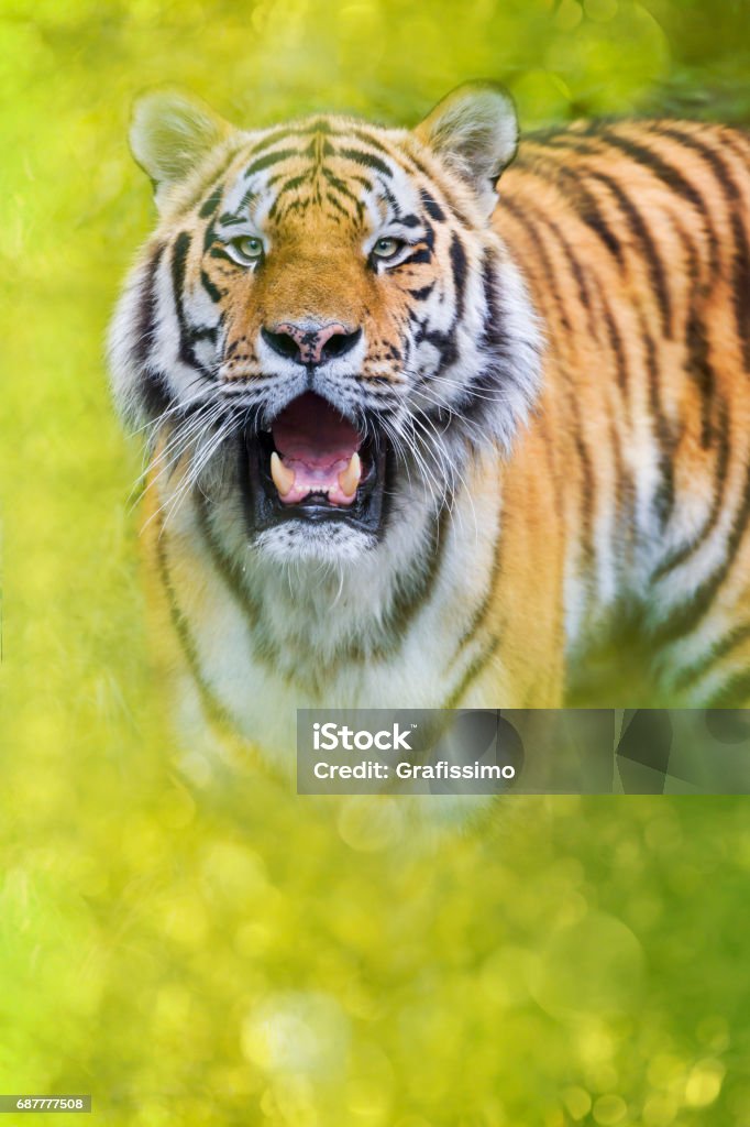 Siberian tiger standing looking at camera Siberian tiger ( Panthera tigris altaica ) standing looking at camera Anger Stock Photo