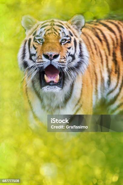 Siberian Tiger Standing Looking At Camera Stock Photo - Download Image Now - Anger, Animal, Animal Body Part