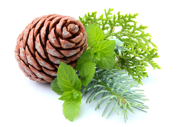 istock Composition of spruce.Spruce,fir,juniper,mint,bump isolated 687779860