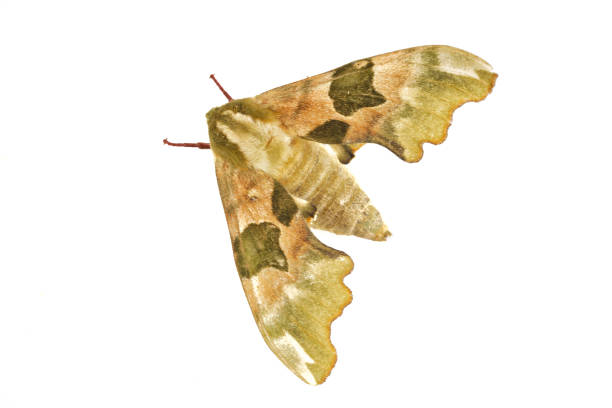 Lime hawk-moth (Mimas tiliae) on a white background Lime hawk-moth (Mimas tiliae) isolated on a white background oleander hawk moth stock pictures, royalty-free photos & images