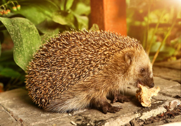istock wild european hedgehog eating dinner leftover 687790132