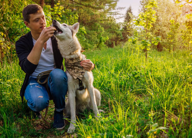 istock A young couple walking a dog in the park 687790270