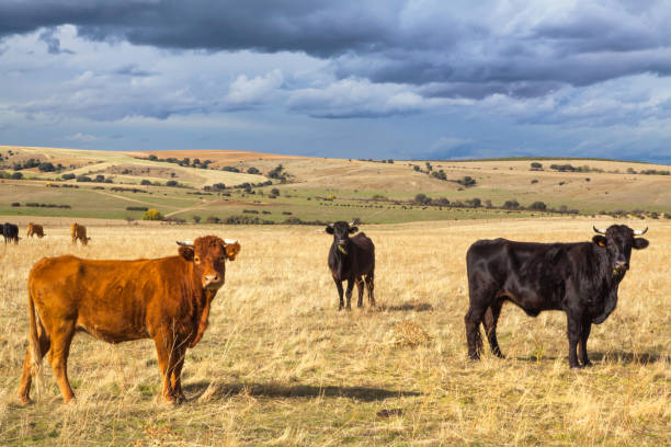 Beautiful landscape with cattle and dark clouds at sunset, Castilla y Leon region, Spain Beautiful landscape with cattle and dark clouds at sunset, Castilla y Leon region, Spain bull aberdeen angus cattle black cattle stock pictures, royalty-free photos & images