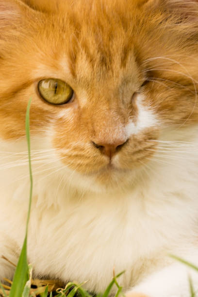 istock Cat portrait in garden 687798094