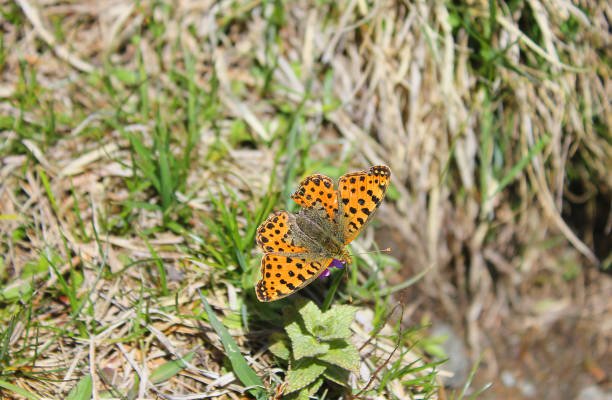 istock butterfly on the grass in mountain 687798118