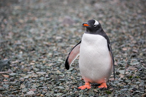 A Gentoo Penguin (Pygoscelis papua) on Danco Island.