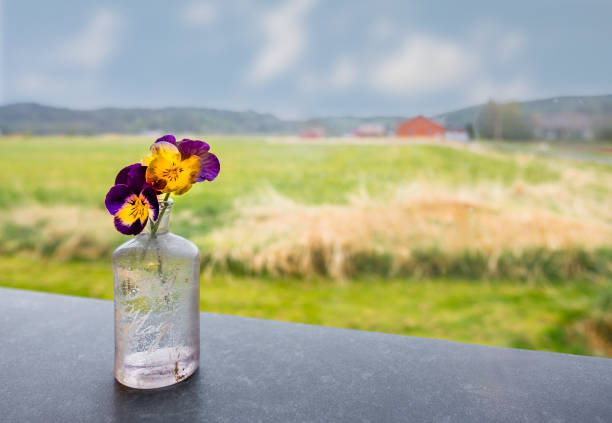 Pansies in old medicin bottle standning on a table with landscape background