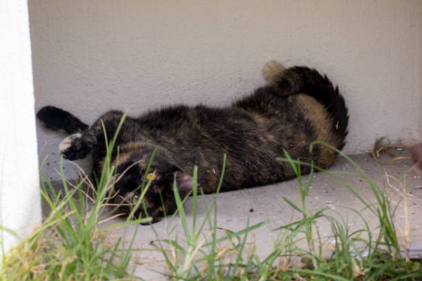 istock Cat portrait in garden 687802810