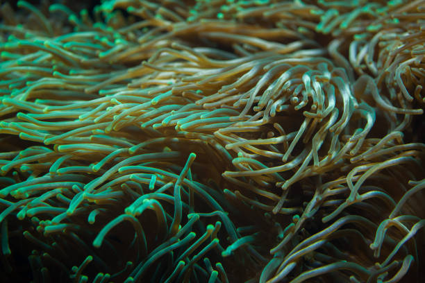 Bubble-tip anemone (Entacmaea quadricolor). Bubble-tip anemone (Entacmaea quadricolor). Sea animal. entacmaea quadricolor stock pictures, royalty-free photos & images