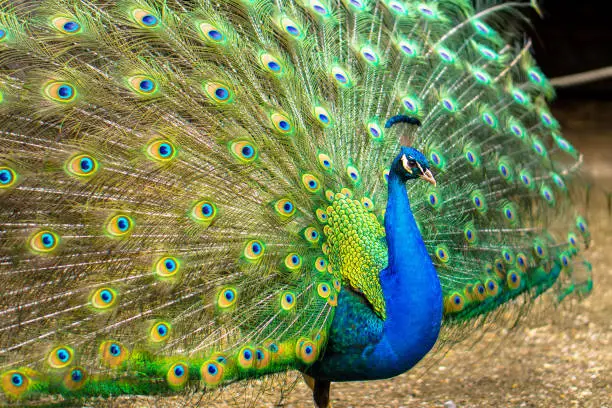 Colourful male peacock facing camera with his feather tail open