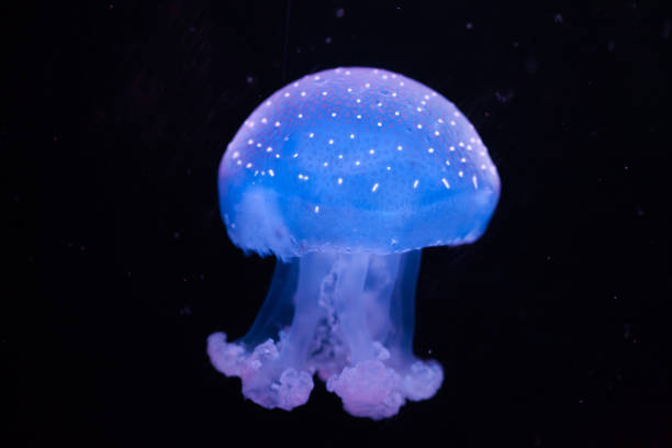 white-spotted jellyfish (phyllorhiza punctata) - white spotted jellyfish imagens e fotografias de stock