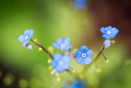 Forget-me-not flower macro. Close up shot with shallow dof.