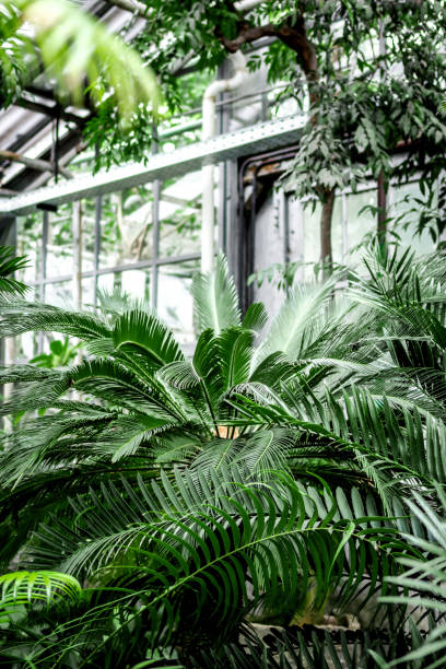 istock old orchard-house indoor with exotic green plants 687808028