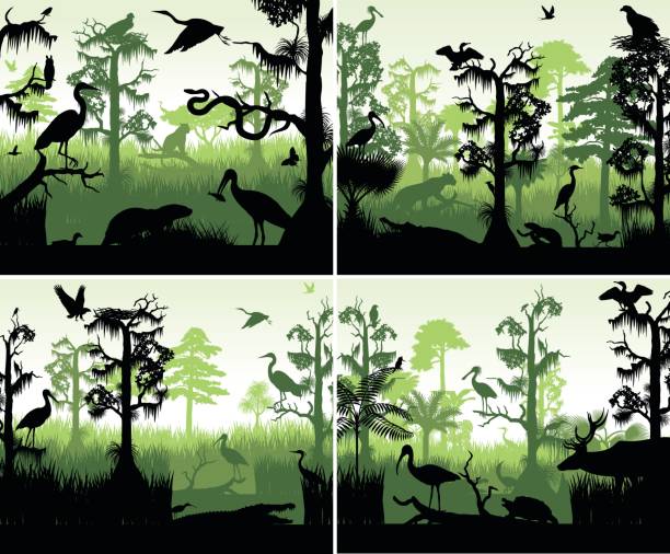 ilustraciones, imágenes clip art, dibujos animados e iconos de stock de conjunto de siluetas de humedal de selva de vector de plantilla de diseño al atardecer con los animales - ciprés