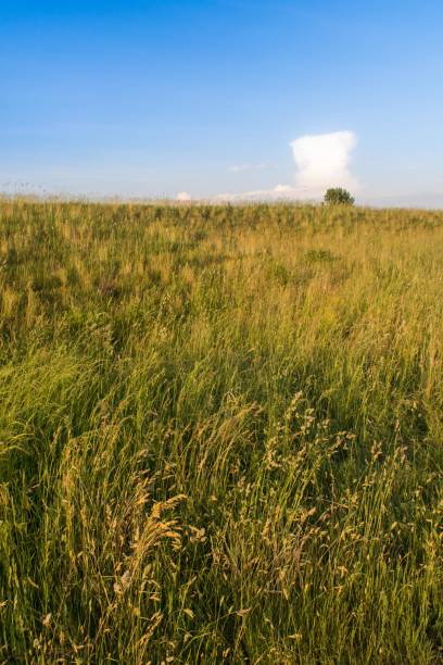 istock Lonely tree in field of grass 687808168