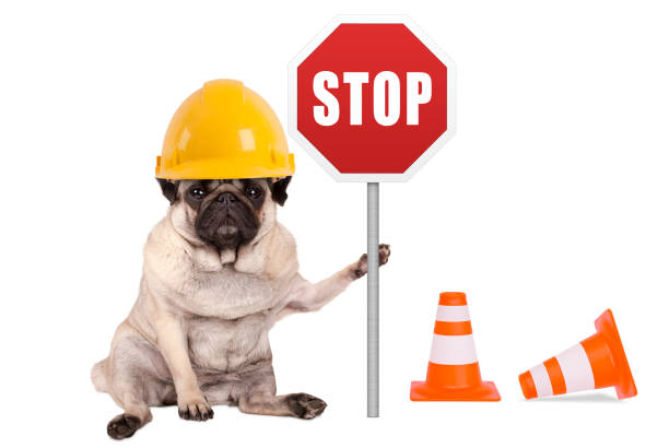 istock pug dog with yellow constructor safety helmet and red stop sign on pole 687810236