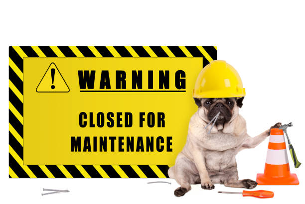 istock pug dog with yellow constructor safety helmet and warning sign with text closed for maintenance 687810242