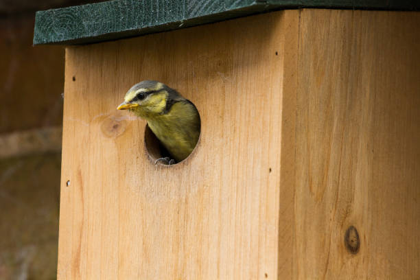 Juvenile Blue Tit (Cyanistes Caerules) fledging from nest box Juvenile Blue Tit (Cyanistes Caerules) fledging from nest box in Lechlade, UK fledging stock pictures, royalty-free photos & images