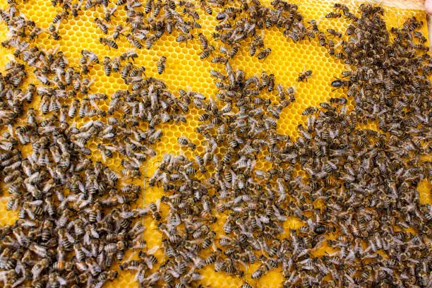 Bees work on honeycomb