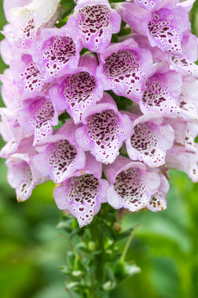 Digitalis purpurea L growing in the garden